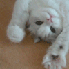 Аватар Белый котёнок