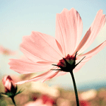 Аватар Цветок на фоне неба