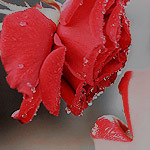 99px.ru аватар Девушка хочет коснуться губами алой розы