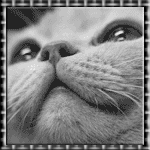 Аватар Кот смотрит вверх