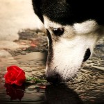 99px.ru аватар Собака Сибирский хаски нюхает розу