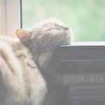 Аватар Кот уснул на книгах