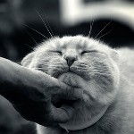 Аватар Кота гладят по шейке