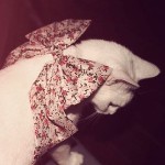 Аватар Белая кошка с бантиком