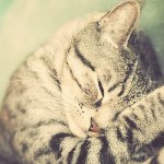 Аватар Кот спит
