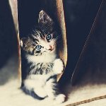 Аватар Котенок в картонном пакете