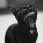 Аватар Черная кошка зевает