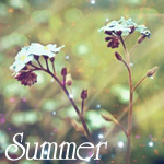 Аватар Красивые цветы в поле (Summer)