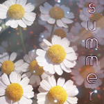 Аватар Красивые ромашки в поле (Summer)