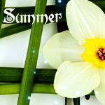 Аватар Очень красивый нарцисс (Summer)