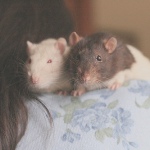 99px.ru аватар Девушка с двумя крысками на плече