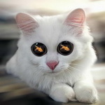 Аватар Кот и мечта в его глазах