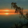 Аватар Дерево свисающее над водой в закате