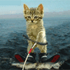 99px.ru аватар Котёнок на водных лыжах
