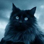 Аватар Пугающе умный взгляд чёрной кошки
