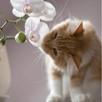 99px.ru аватар Котик нюхает орхидеи
