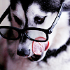 99px.ru аватар Собака в очках облизывается