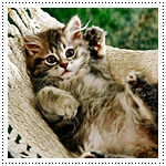 Аватар Котенок в гамаке