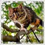 Аватар Кот на дереве