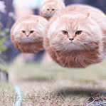 Аватар Летающие коты
