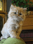 Аватар Смешной котёнок