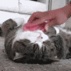 Аватар Котика расчёсывают