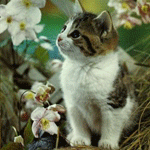Аватар Котёнок в цветочных зарослях