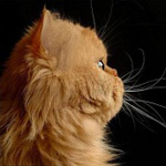 Аватар Кошка в профиль