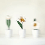 99px.ru аватар Ромашки в горшках