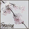 99px.ru аватар Цветы вишни распускаются (spring)
