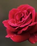 Аватар Красивая красная роза с капельками росы на лепестках
