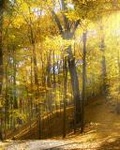 99px.ru аватар Солнечные лучи скользят сквозь деревья