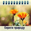 Аватар Оранжевые цветы (береги природу)