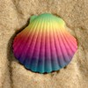 99px.ru аватар Разноцветная ракушка