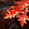 99px.ru аватар Осенние листья оранжевых тонов