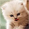 Аватар Котенок облизывается