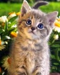 99px.ru аватар Милый котенок в цветах
