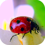 99px.ru аватар Божья коровка и цветок