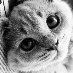 Аватар Серая любимая мордашка котенка