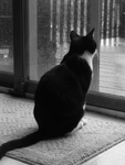 99px.ru аватар Черно-белый кот смотрит на улицу