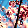 Аватар Цветущая вишня (Spring / Весна)