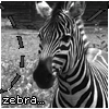 Аватар Зебра / Zebra