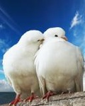 Аватар Пара белых голубей на фоне голубого неба