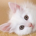 Аватар Взгляд белого котенка
