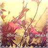99px.ru аватар Цветочное поле на закате  (moments in pease)