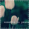 99px.ru аватар Тюльпаны  (moments in pease)