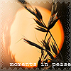 Аватар Трава на закате  (moments in pease)