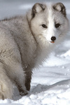 99px.ru аватар Белая полярная лисица