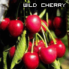99px.ru аватар Дикая вишня / Wild Cherry