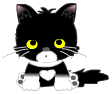 Аватар Смешной котёнок